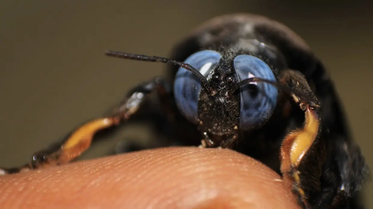 Entomon Institute research